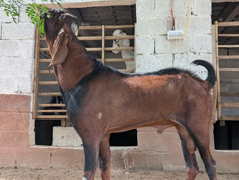 Nagra Breeder Bakra ( Chigga) — photo 3