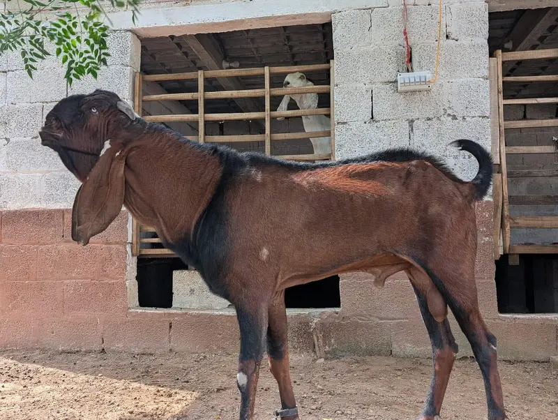 Nagra Breeder Bakra ( Chigga) — photo 4