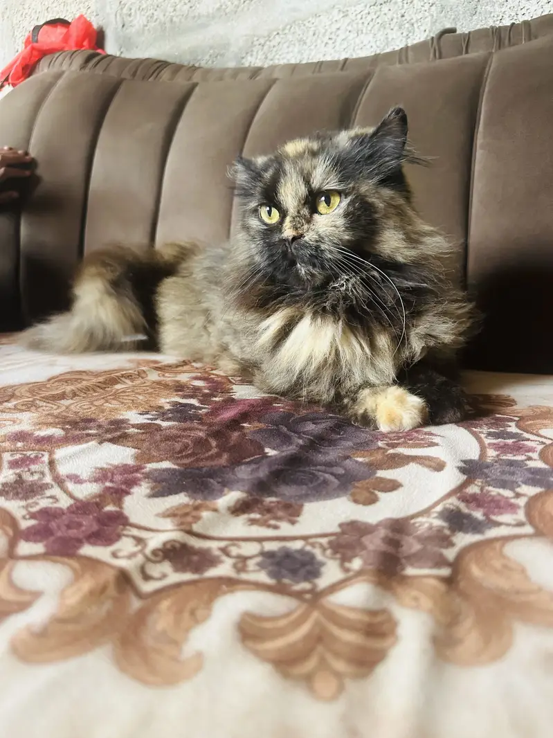Two beautiful cats sale — photo 6
