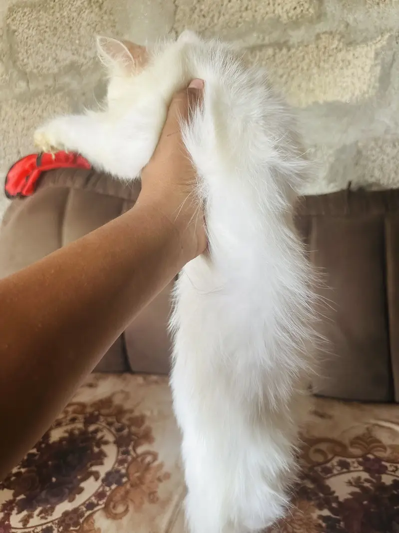 Two beautiful cats sale — photo 7
