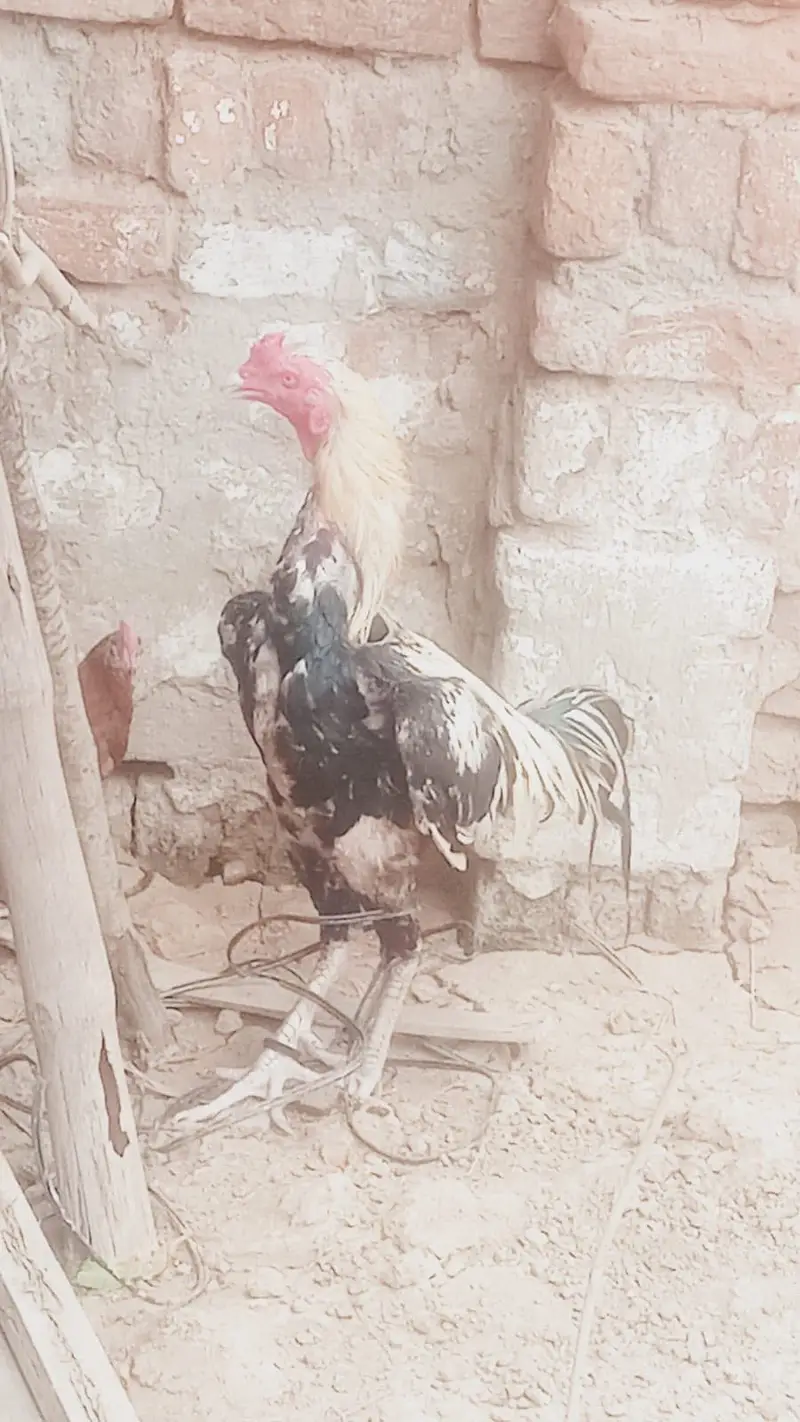 Aseel — photo 4
