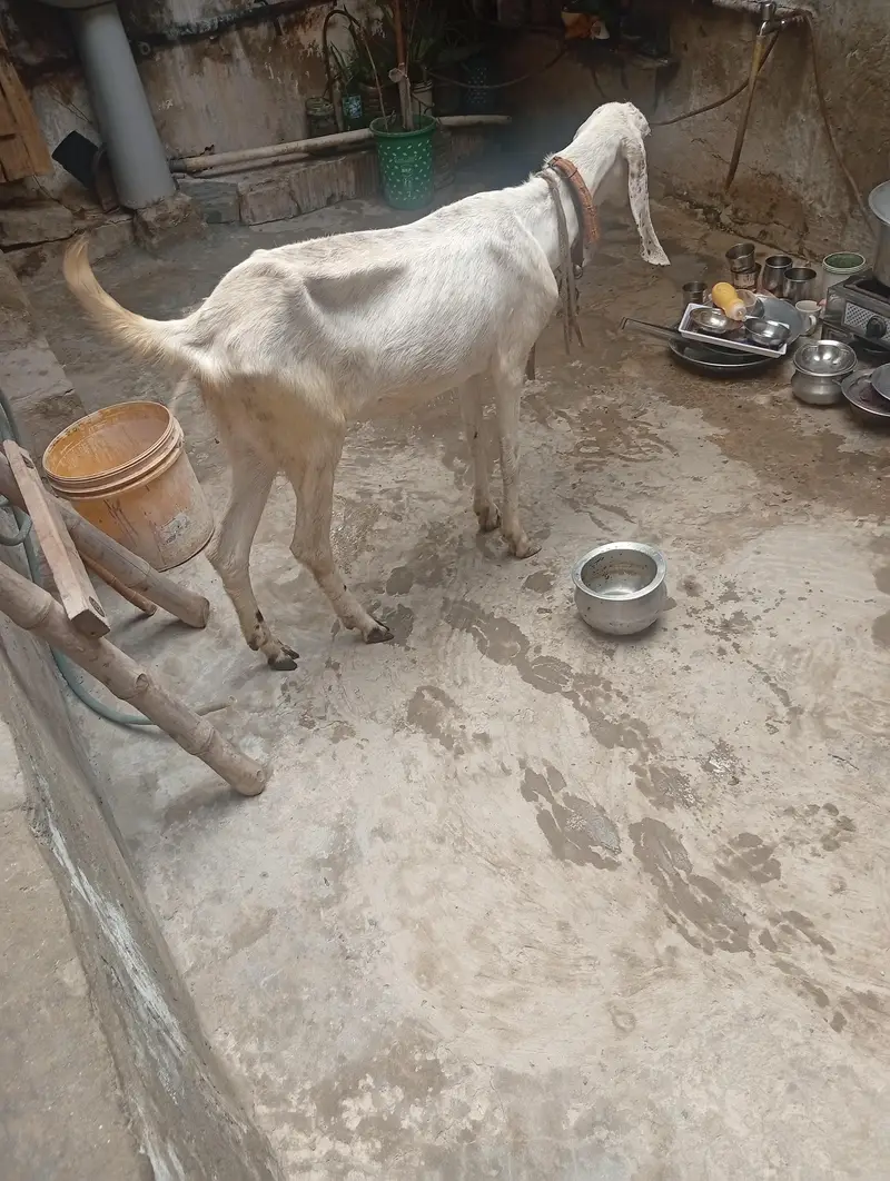 Rajan pori