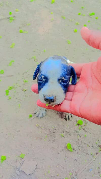 pointer puppies for sale
