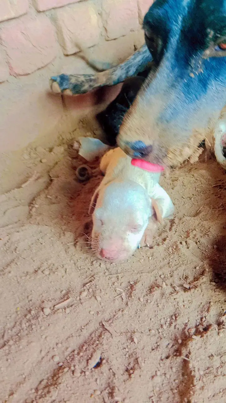 pointer puppies for sale — photo 2