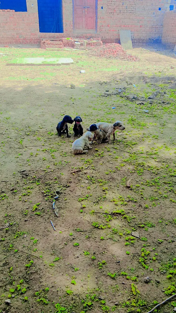 pointer puppies for sale — photo 3