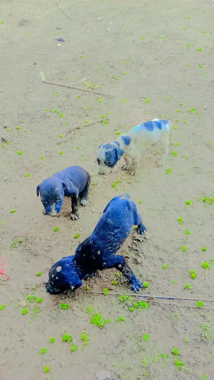 pointer puppies for sale — photo 4