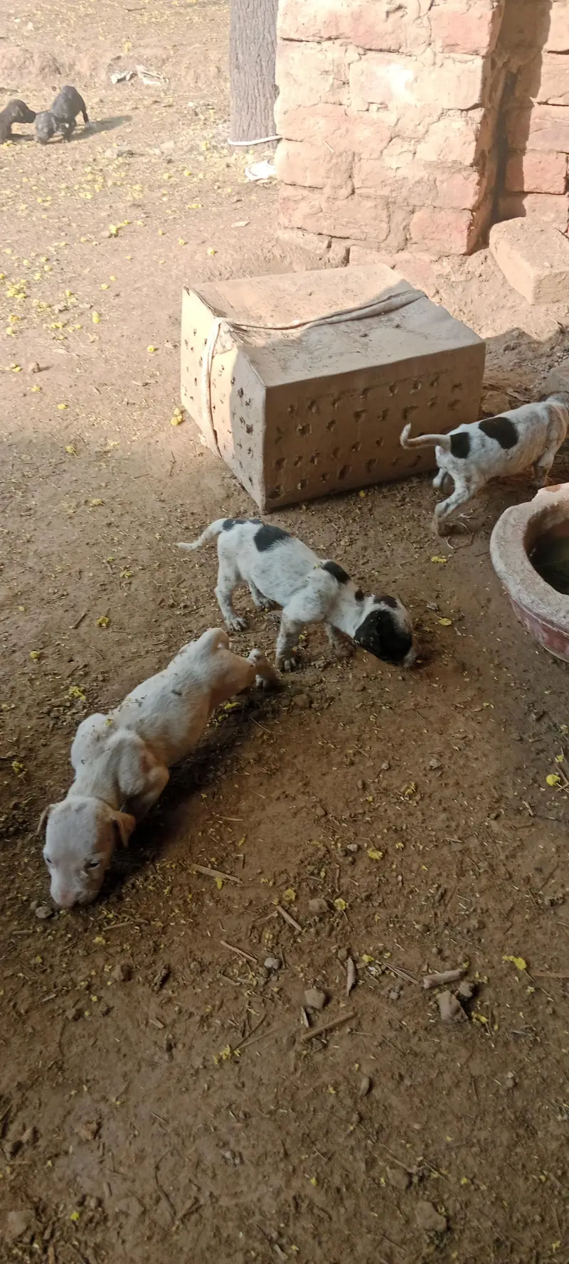 pointer puppies for sale — photo 5