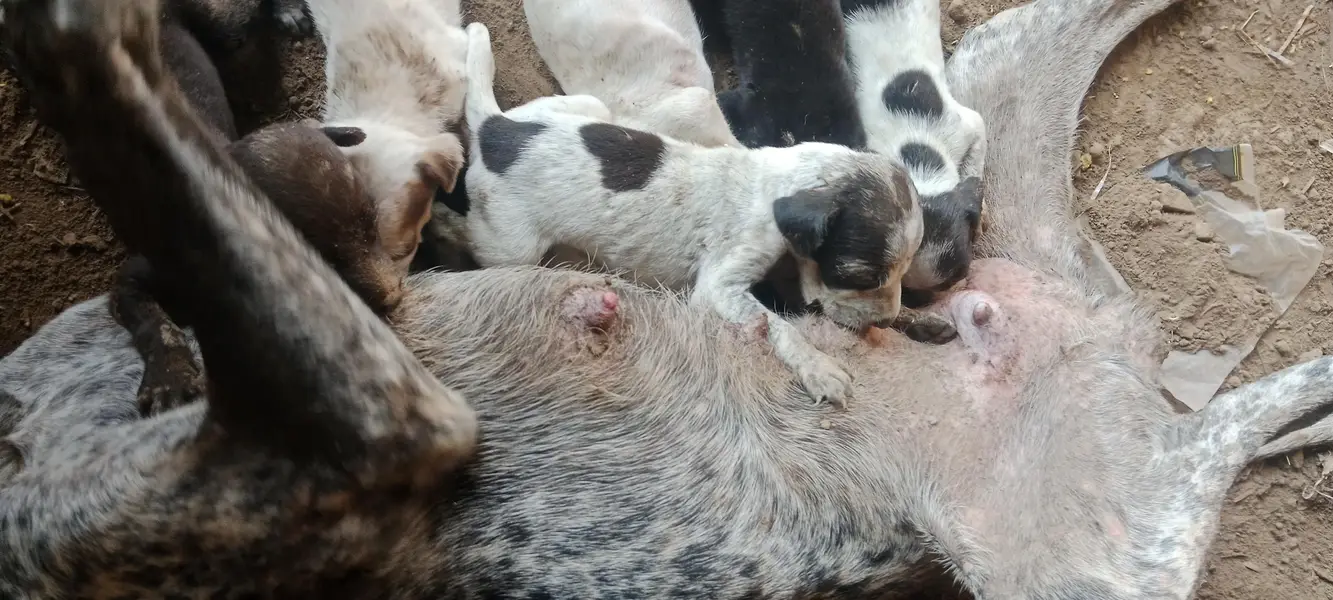 pointer puppies for sale — photo 8