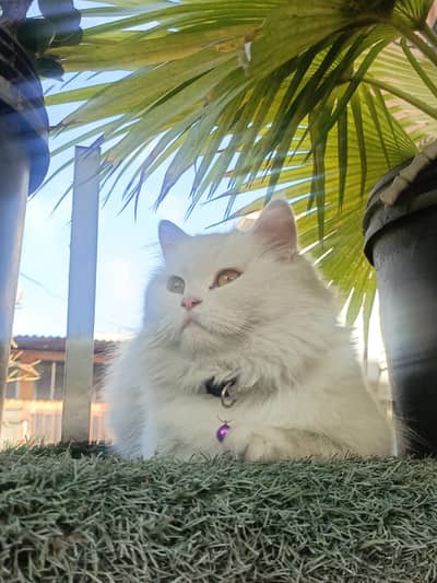 Persian cats for sale