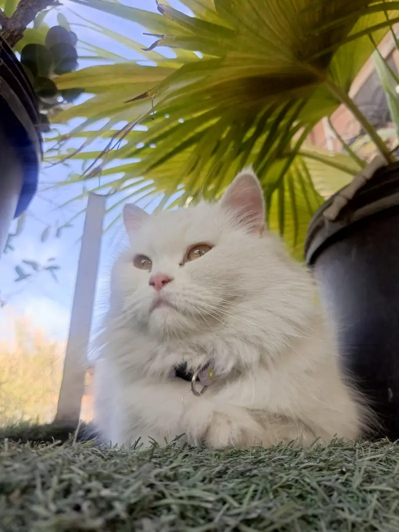 Persian cats for sale — photo 2