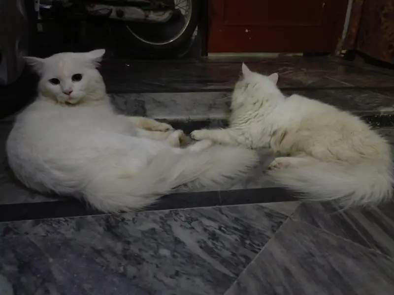 Persian cats for sale — photo 3