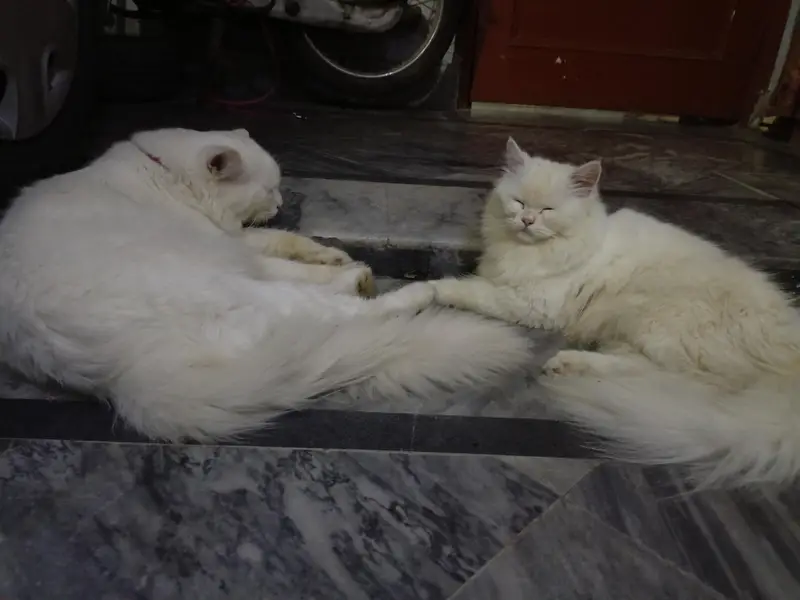 Persian cats for sale — photo 4