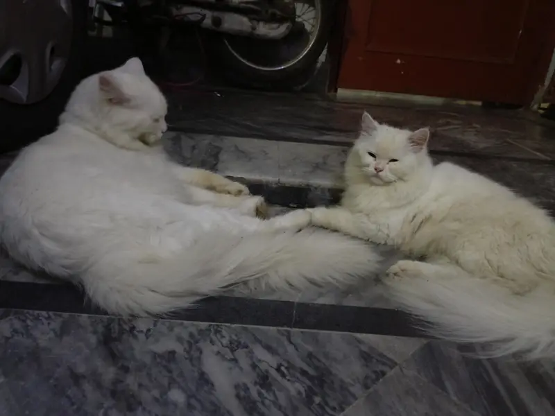 Persian cats for sale — photo 5