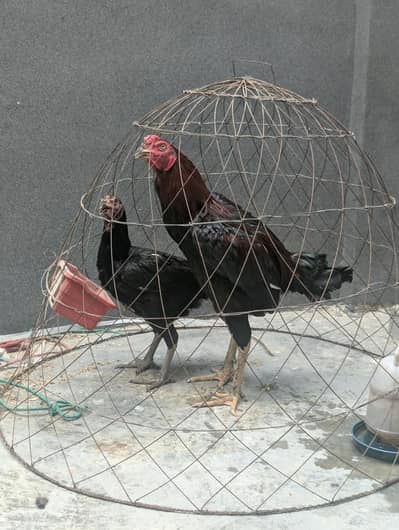 Thai aseel pair for sale