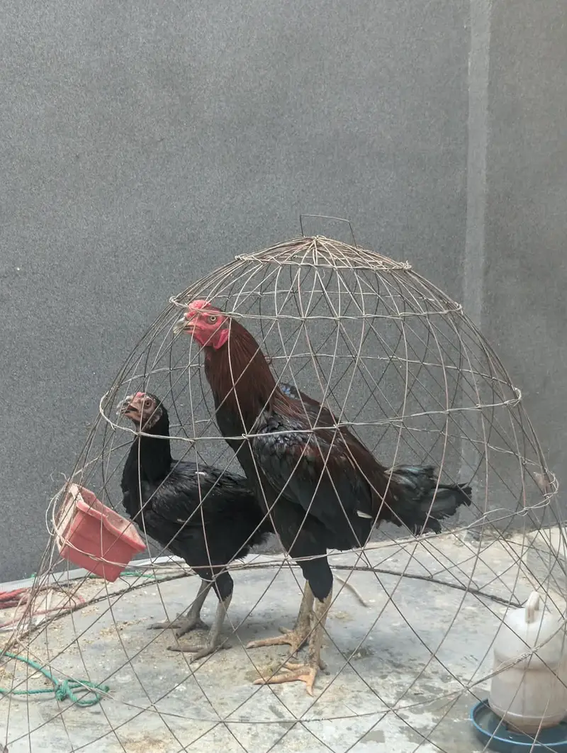 Thai aseel pair for sale — photo 2