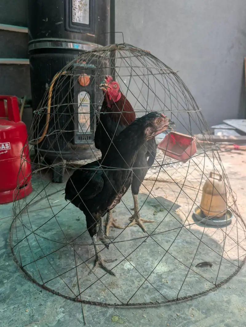 Thai aseel pair for sale — photo 3