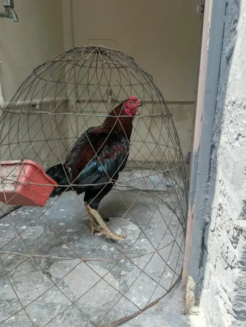 Thai aseel pair for sale — photo 4