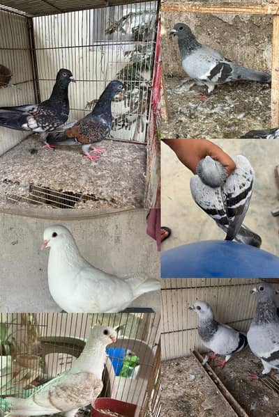 King female/ polish pair pigeon/kabootar for sale