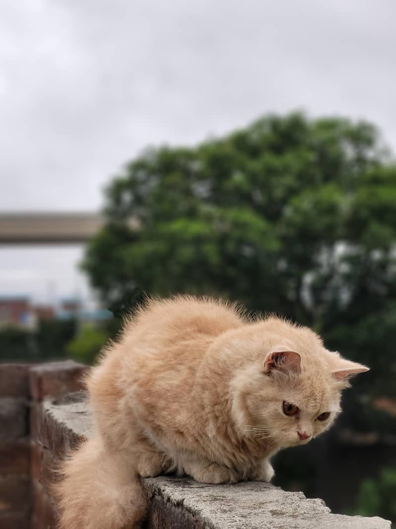 Bella 3