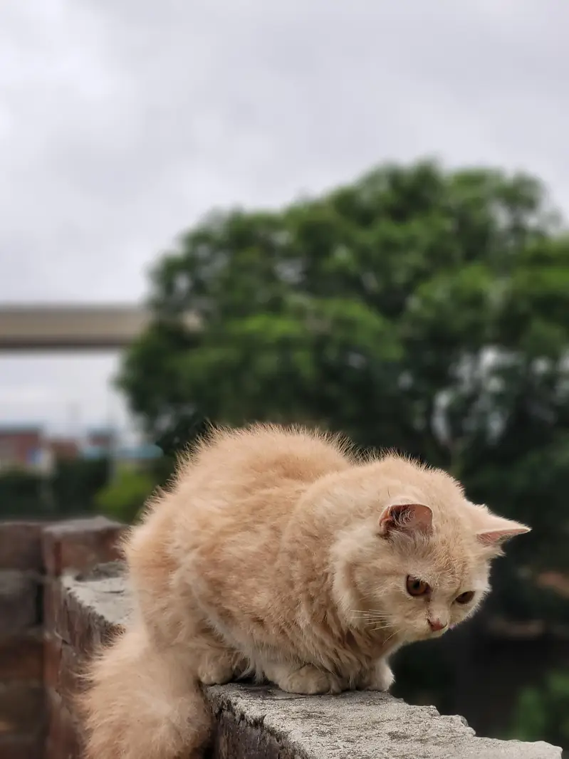 Bella — photo 4