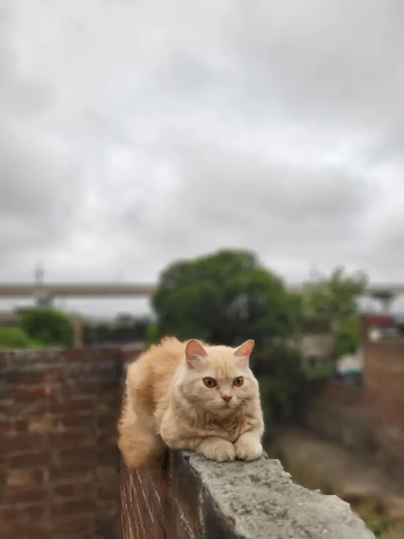 Bella — photo 6