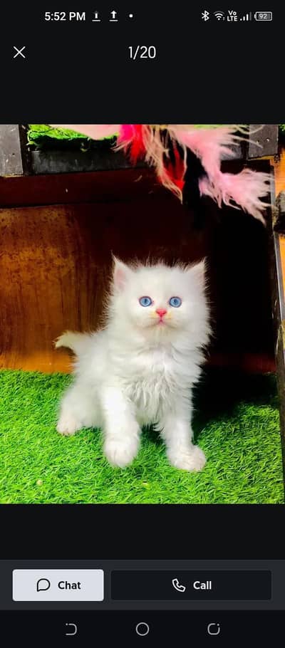 Persian cat for sale pair