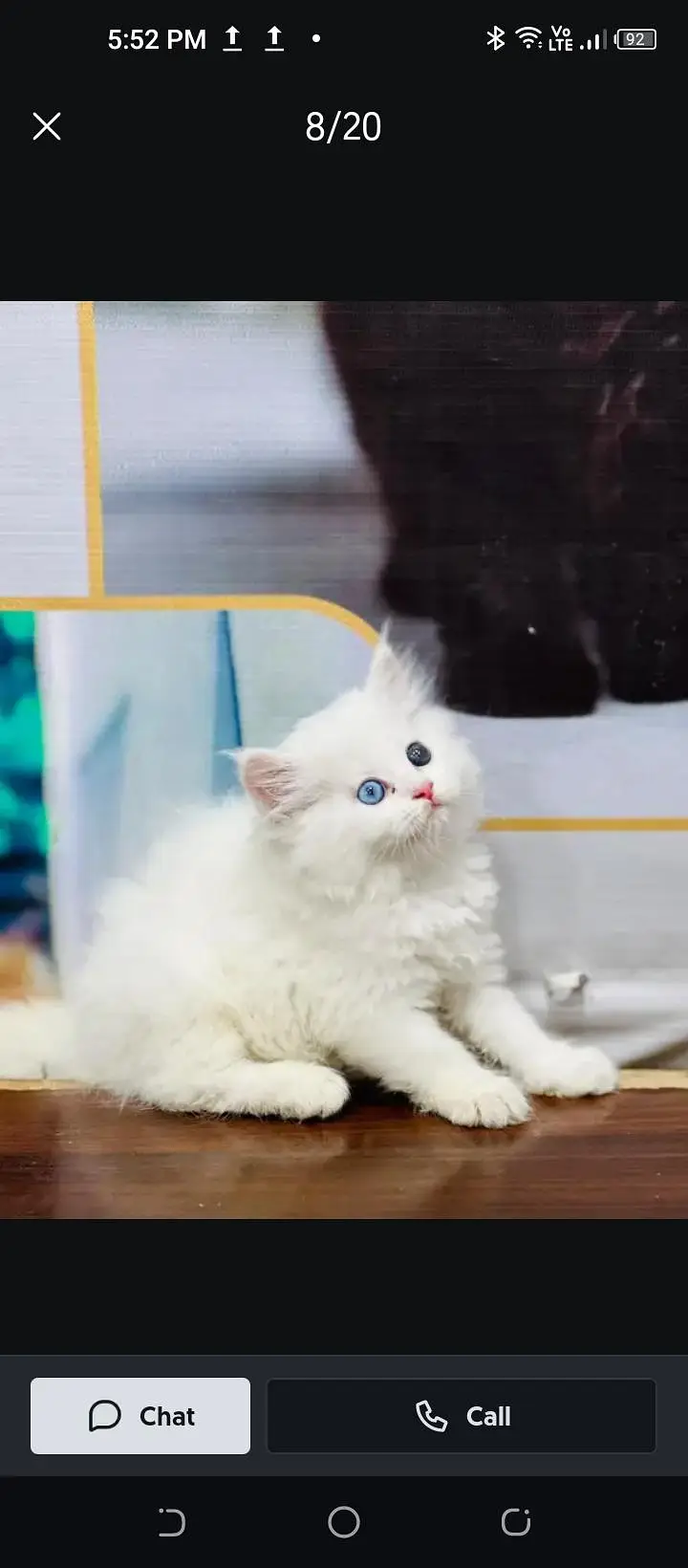 Persian cat for sale pair — photo 2