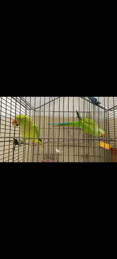 green ringneck parrot