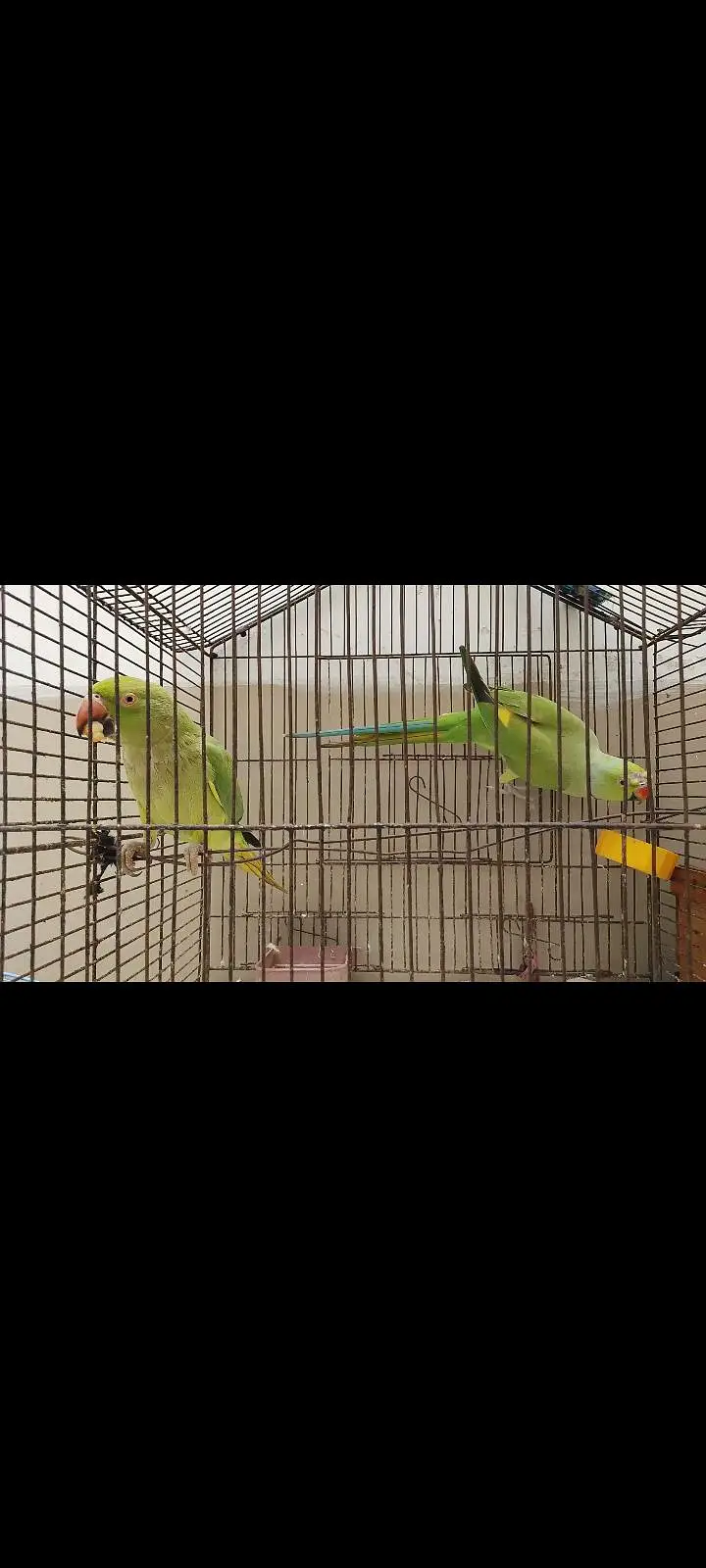 green ringneck parrot — photo 2