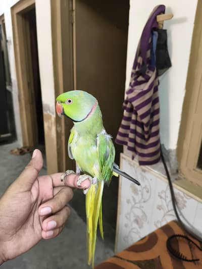 Male Talking Parrot
