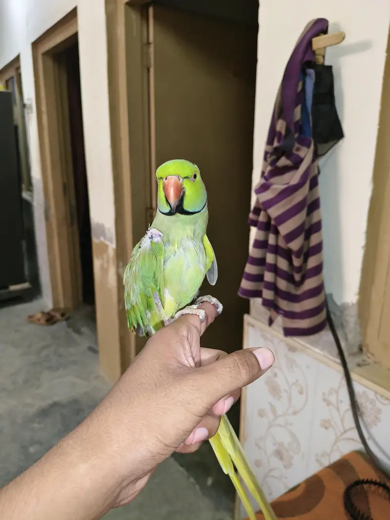 Male Talking Parrot — photo 2
