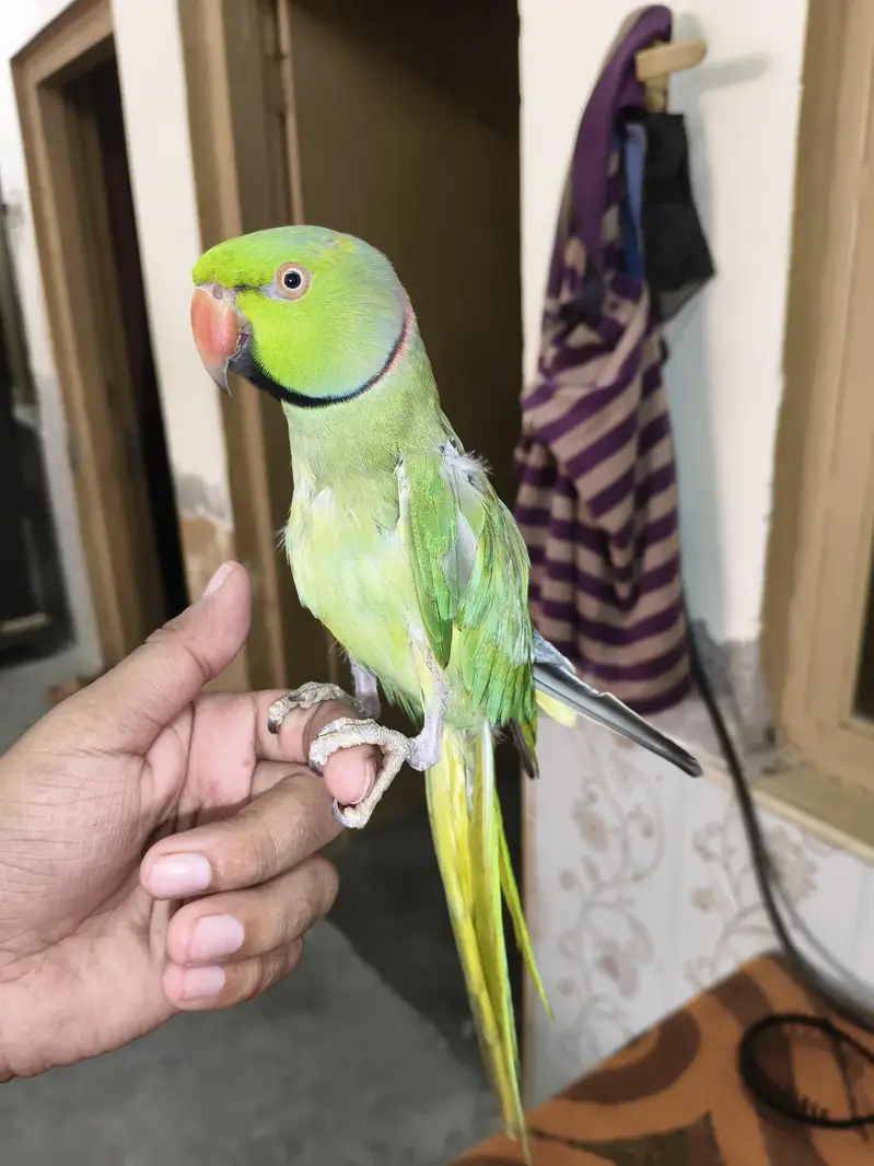 Male Talking Parrot — photo 3