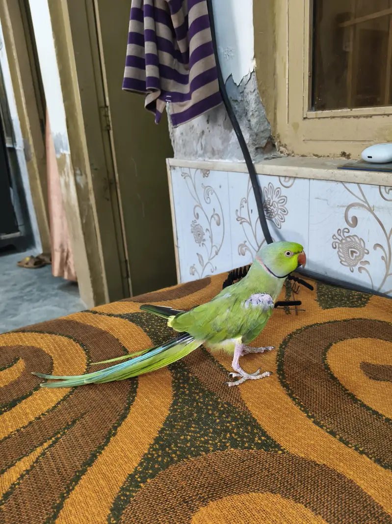 Male Talking Parrot — photo 4