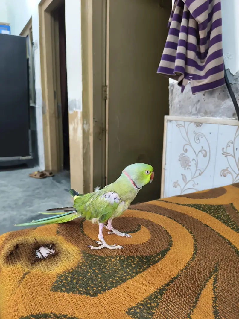 Male Talking Parrot — photo 5