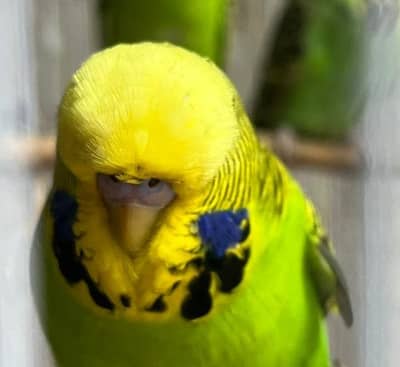 Top Quality breeder male ha cross video bhi ha