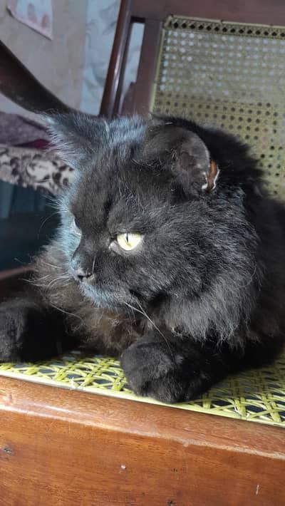Cat Pair for Sale