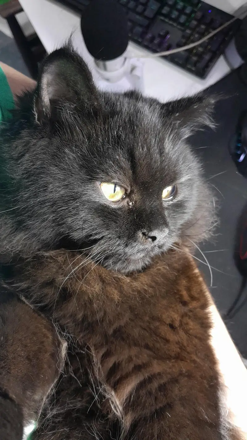 Cat Pair for Sale — photo 2