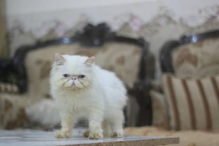 white odd eyes male piki face Persian top Quality