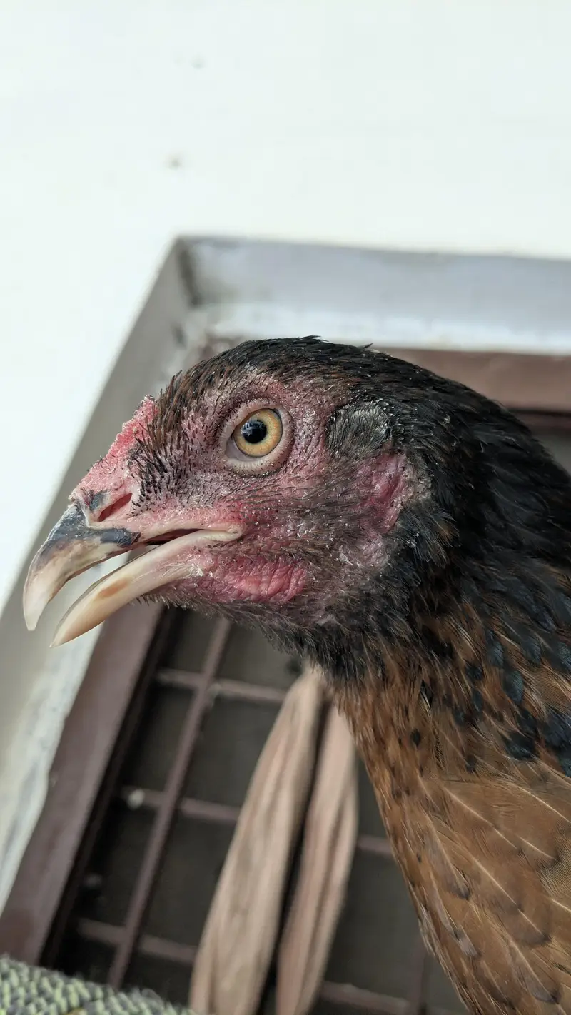 pure aseel female — photo 5