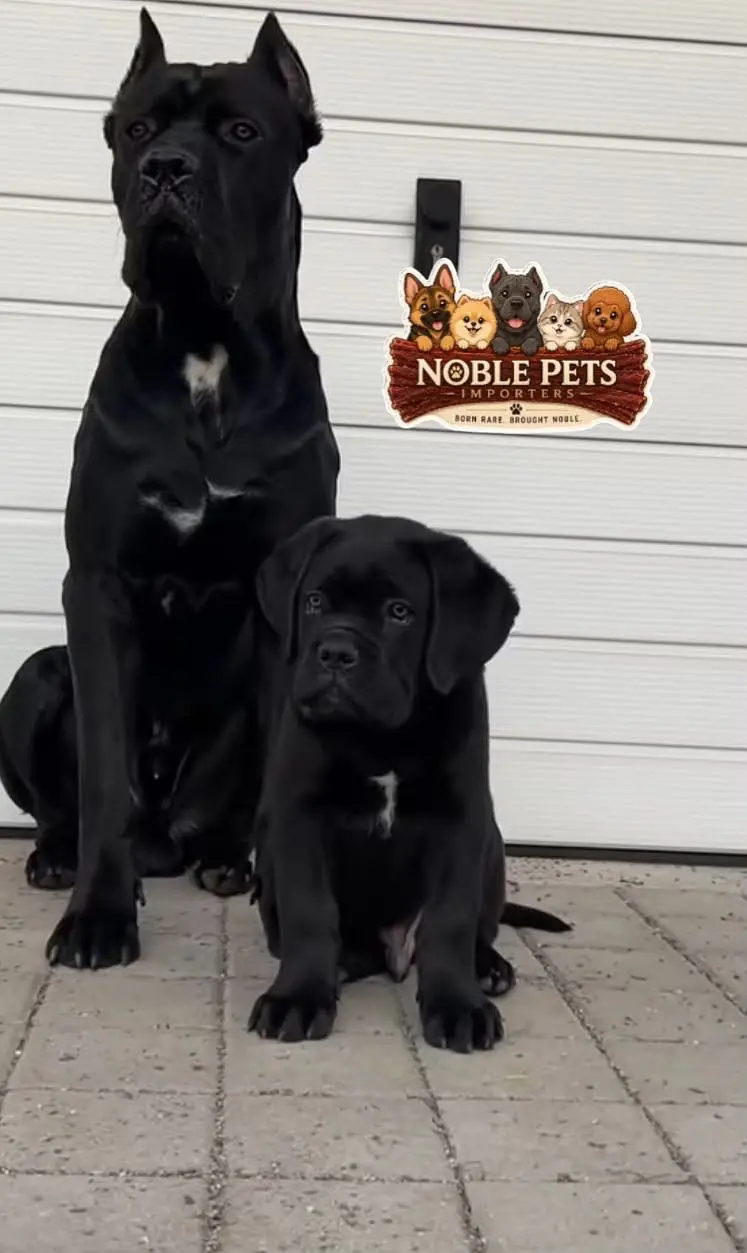 Cane Corso Imported puppies available for sale Pedigreed — photo 3