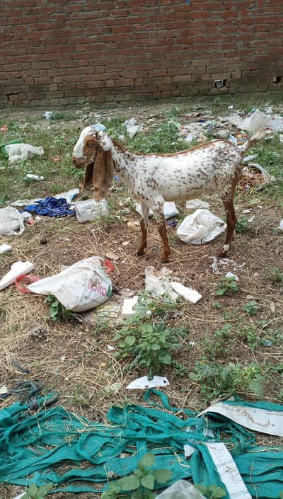 Makki chini bakri for sale
