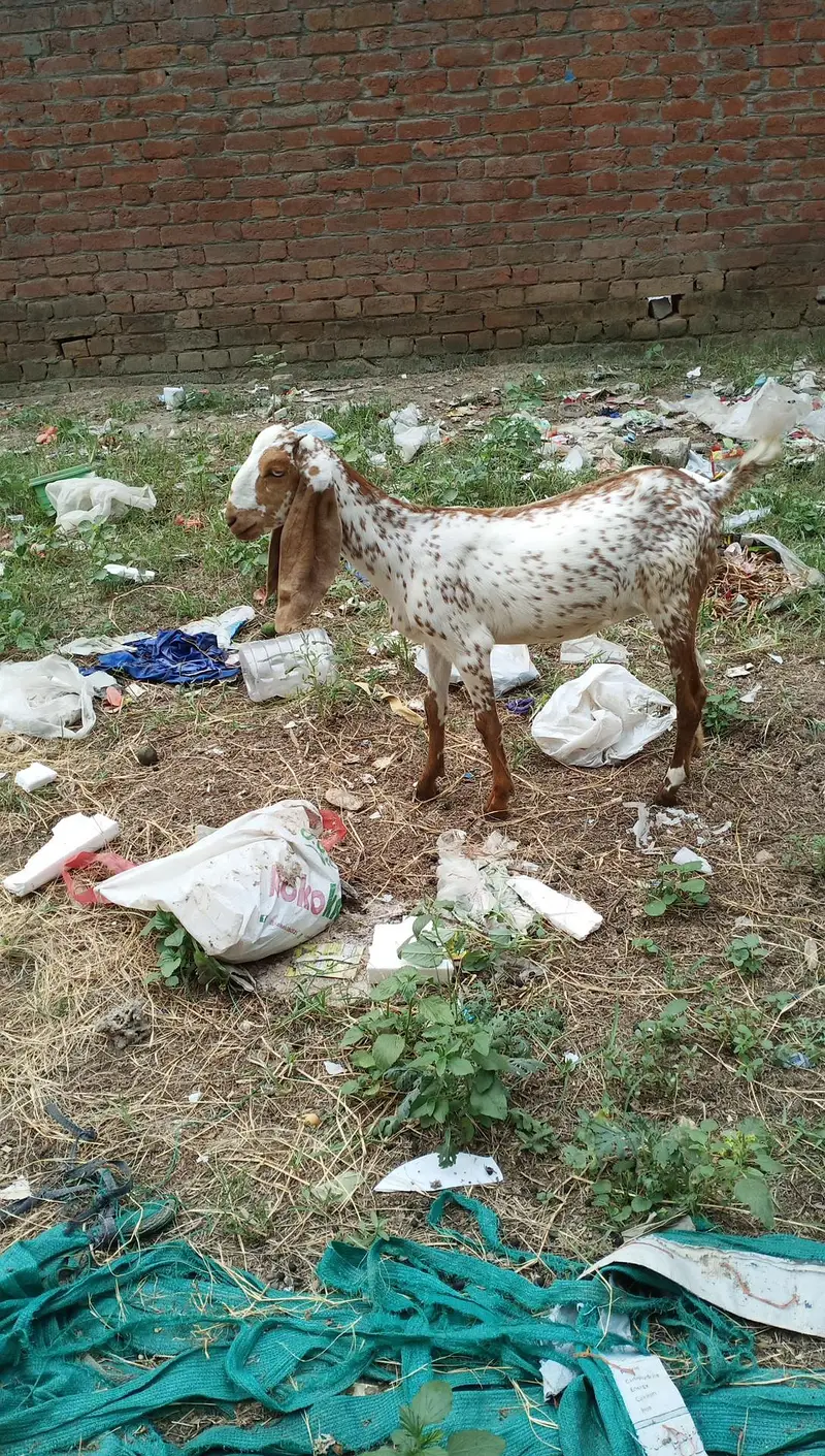 Makki chini bakri for sale — photo 2