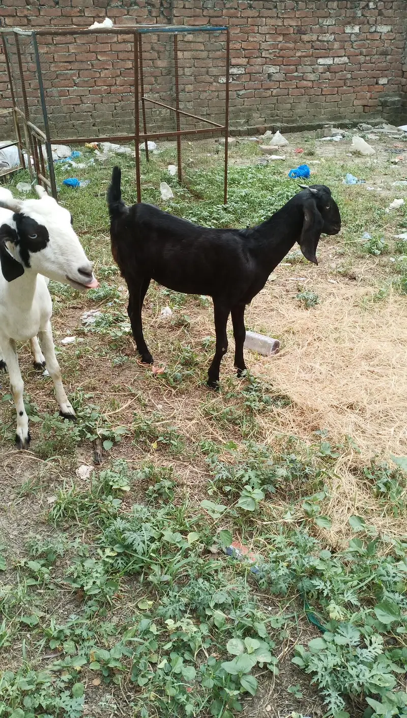 Makki chini bakri for sale — photo 3