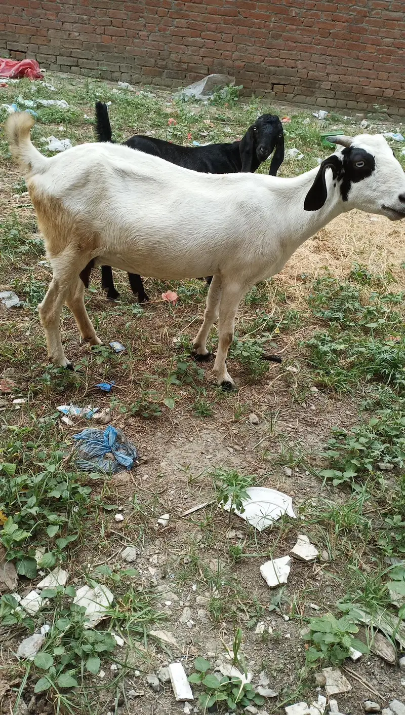 Makki chini bakri for sale — photo 4