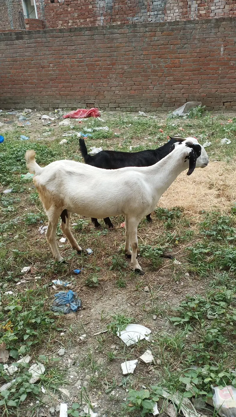 Makki chini bakri for sale — photo 5