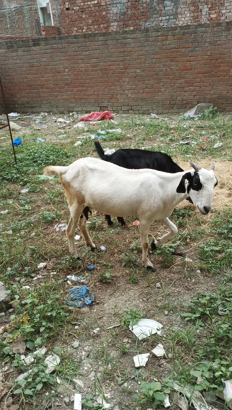 Makki chini bakri for sale — photo 6