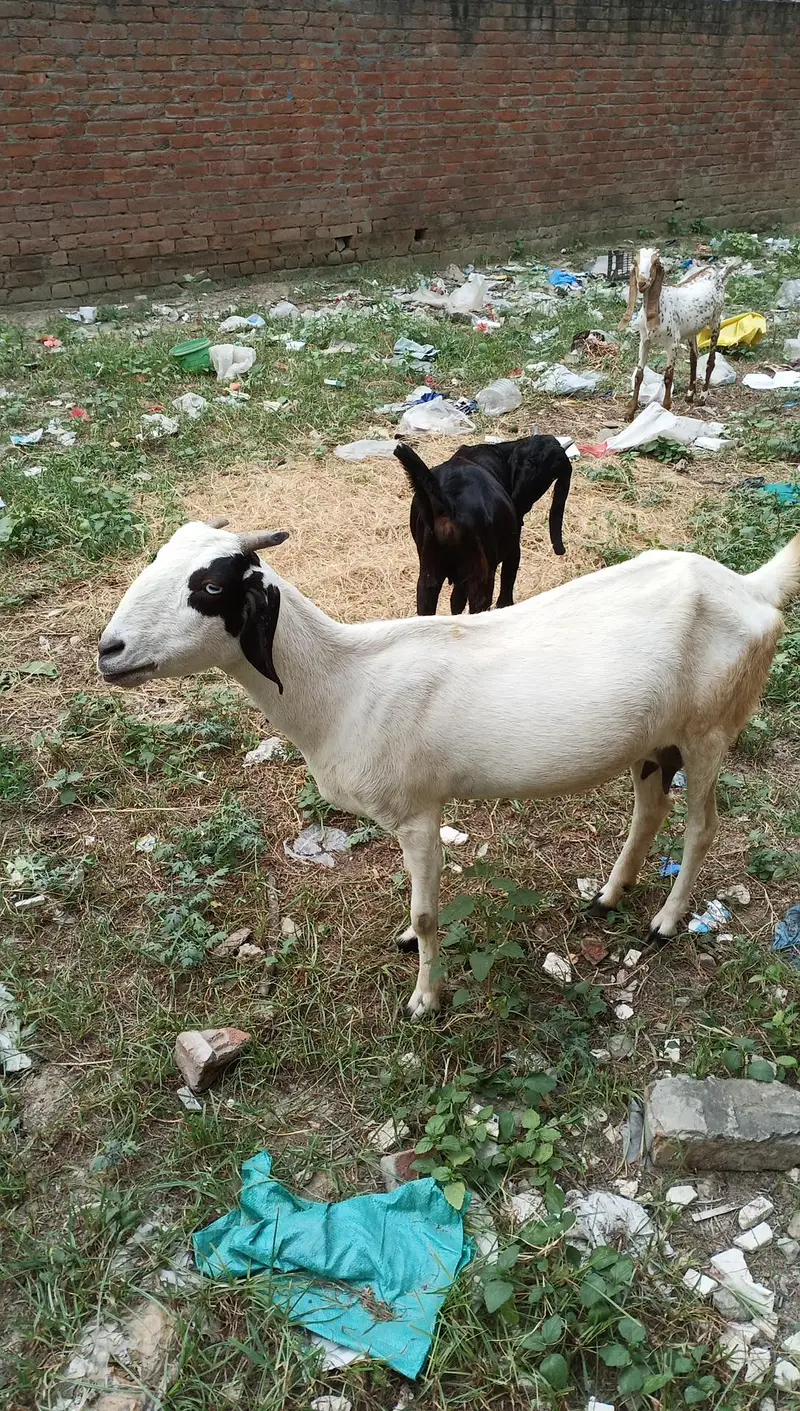 Makki chini bakri for sale — photo 7
