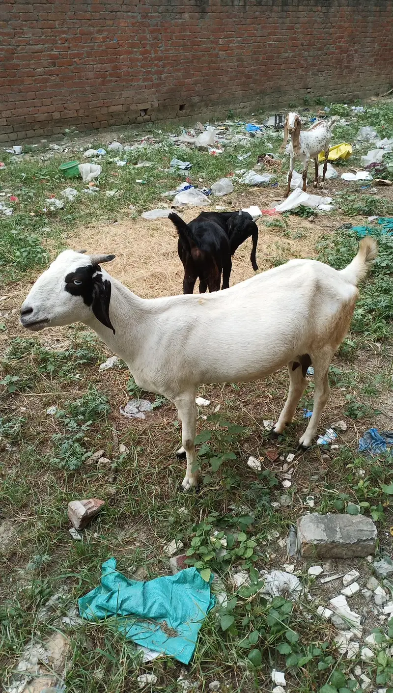 Makki chini bakri for sale — photo 8