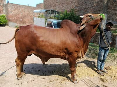 Sahiwal bull for sale | bhraman Bchra for sale | Desi Wcha