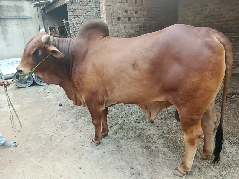 Sahiwal bull for sale | bhraman Bchra for sale | Desi Wcha — photo 2